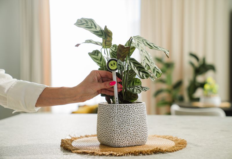 Plantiemoji Launches Mass Production of AI Plant Companion